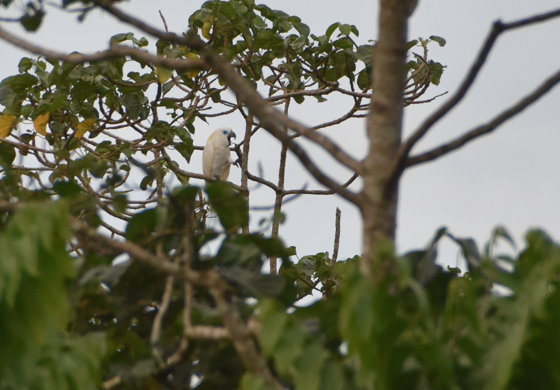 Blue-eyed Cockatoo (Cacatua ophthalmica), photo 5