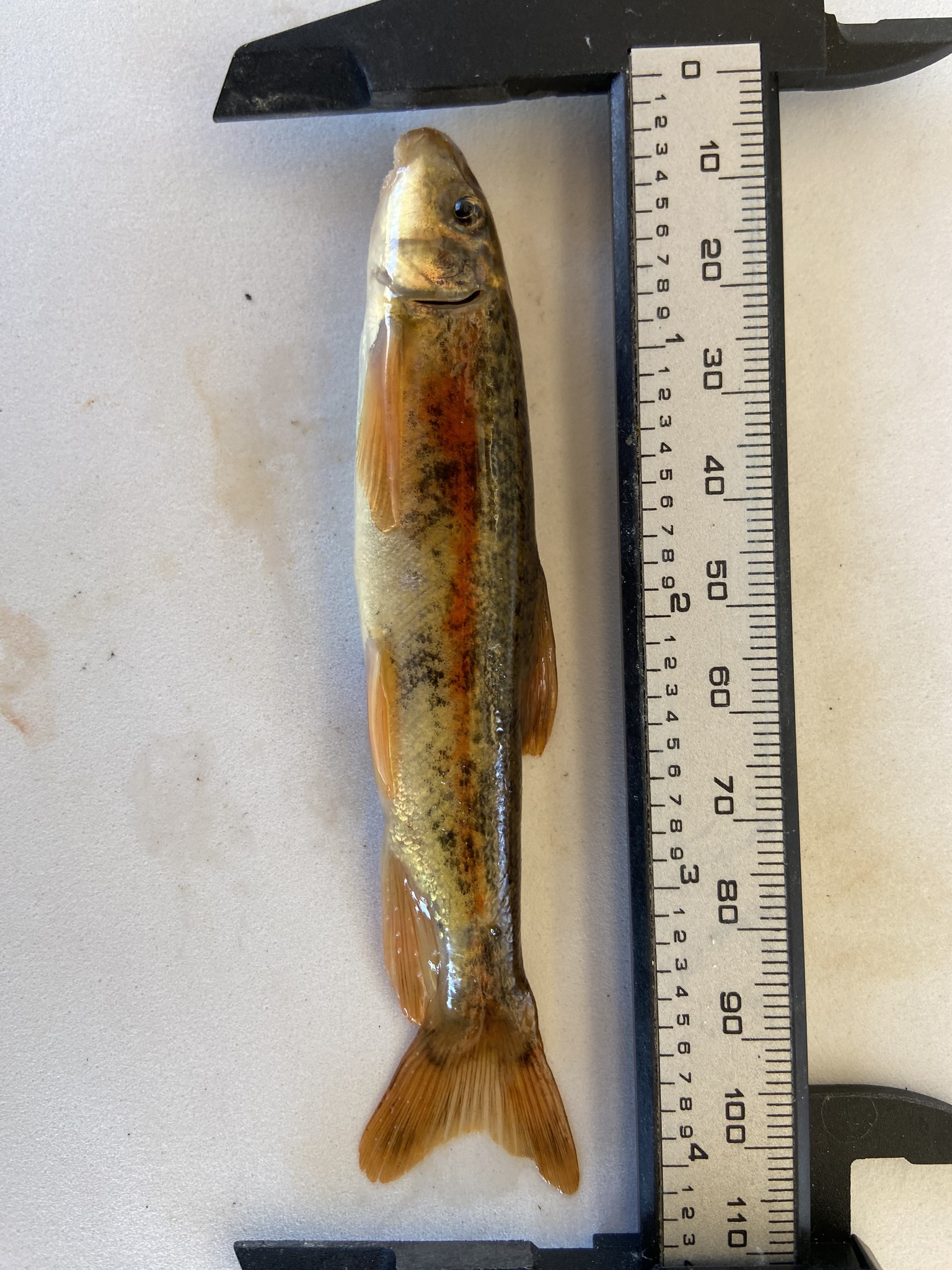 Nazas Sucker photo 3