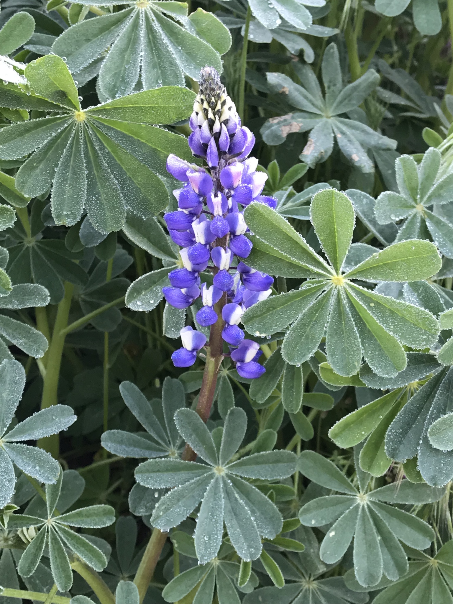 arroyo lupine (Lupinus succulentus) · iNaturalist