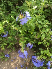Plumbago auriculata