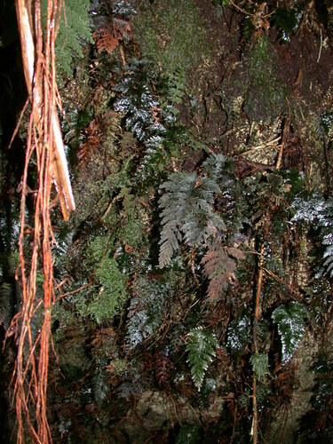 Callistopteris calyculata observed 2002-03-30