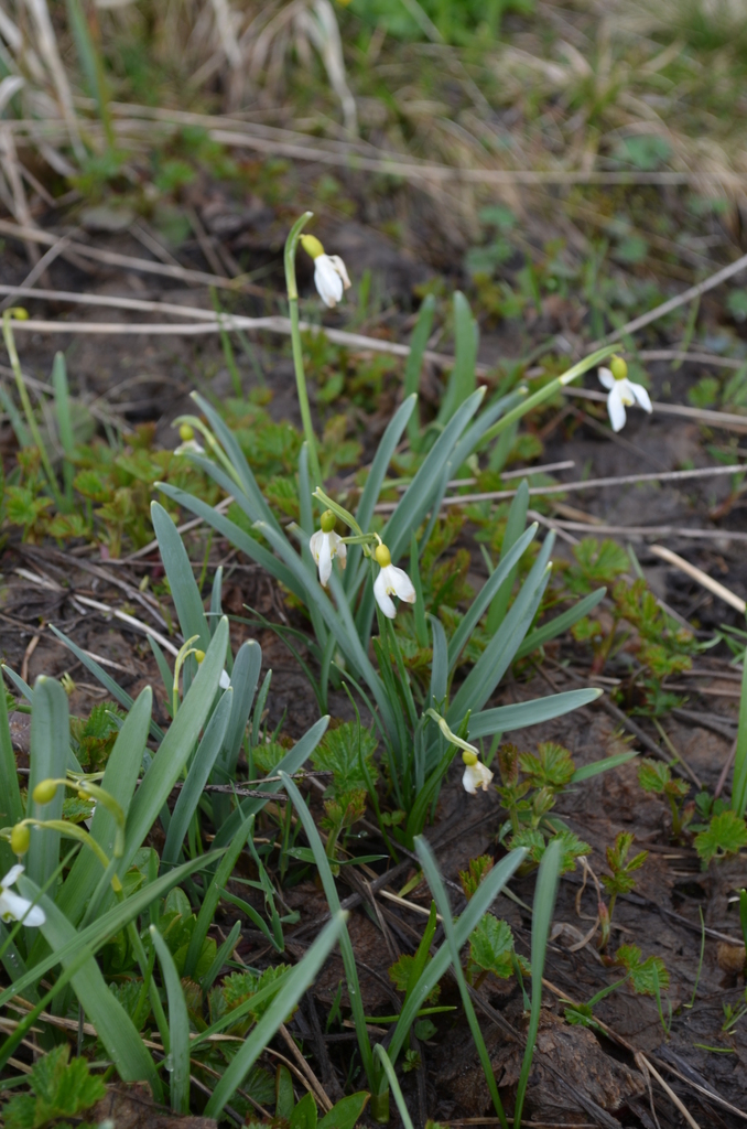 Galanthus subalpinus