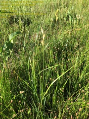 Carex tetrastachya