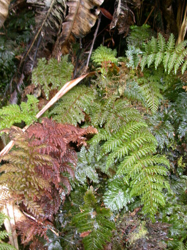 Callistopteris calyculata observed 2002-05-10