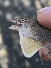 Anolis jubar albertschwartzi