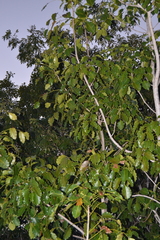 Metopium brownei