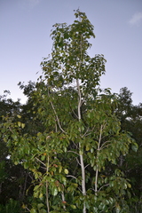 Metopium brownei