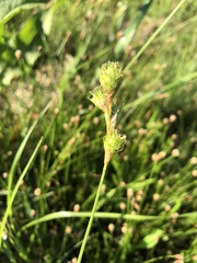 Carex tetrastachya