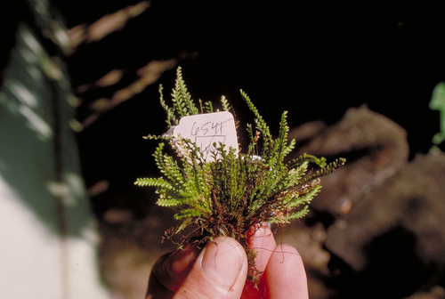 Calymmodon grantii · iNaturalist