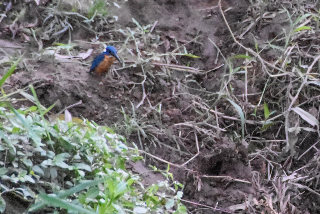 Kingfishers From Kilu Area Talasea District New Britain Papua New 