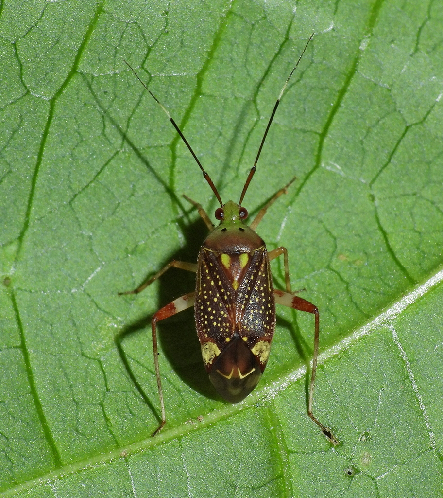 Taedia coimbrai