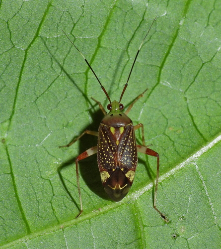 Taedia coimbrai