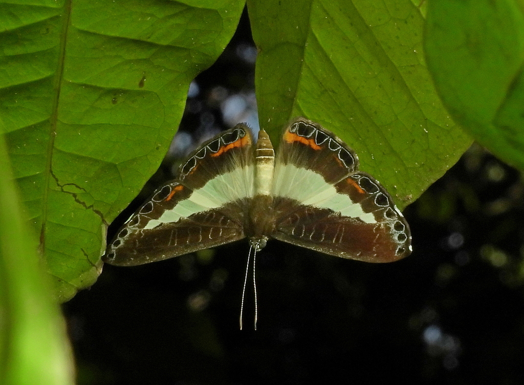 Nymphidium azanoides