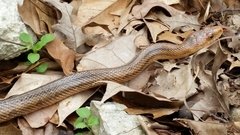 Pantherophis bairdi