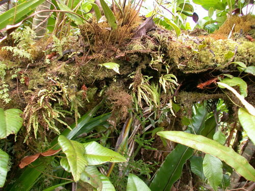 Calymmodon grantii observed 2003-12-05