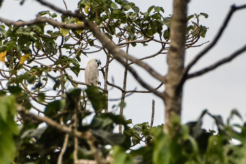 Blue-eyed Cockatoo (Cacatua ophthalmica), photo 5