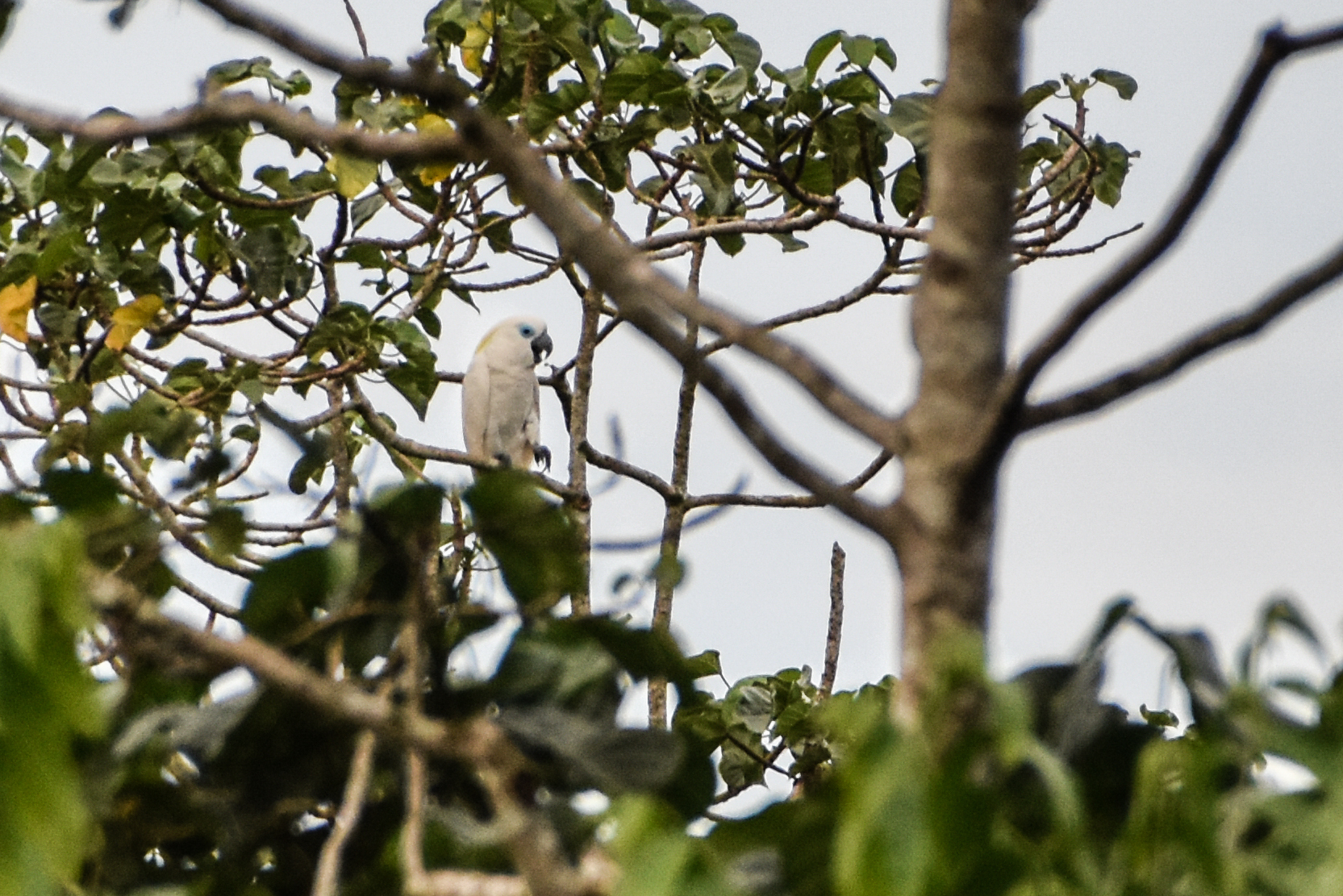 Blue-eyed Cockatoo (Cacatua ophthalmica), photo 6