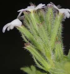 Glandularia quadrangulata