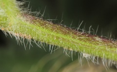 Glandularia quadrangulata