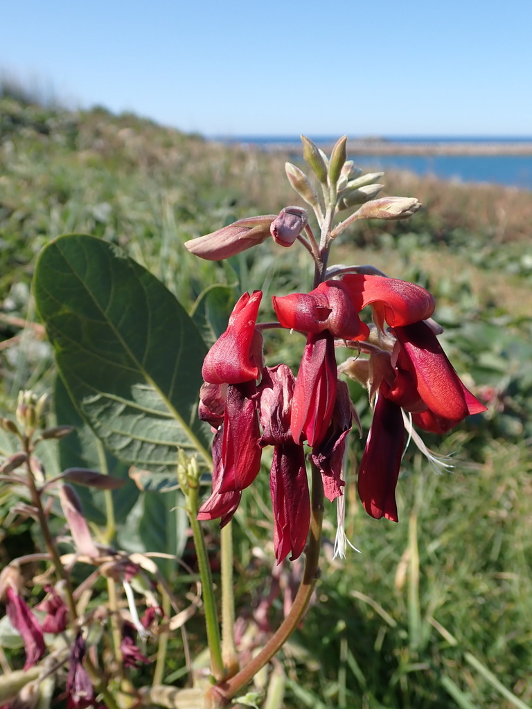 Dusky Coral Pea From Muttonbird Island Coffs Harbour Nsw Australia On