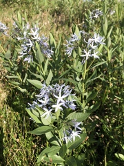 Amsonia tabernaemontana