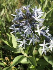 Amsonia tabernaemontana