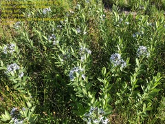 Amsonia tabernaemontana