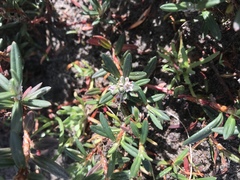 Polygonum paronychia