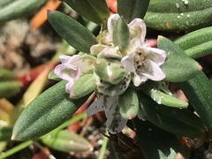 Polygonum paronychia