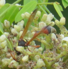 Delta campaniforme pseudopulcherrimum