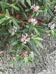 Polygonum paronychia