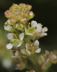 Lepidium austrinum