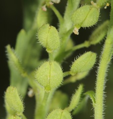 Lepidium austrinum