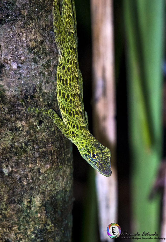 Bridled Anole