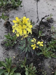Erysimum menziesii