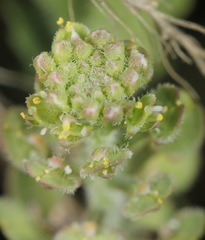 Lepidium lasiocarpum wrightii