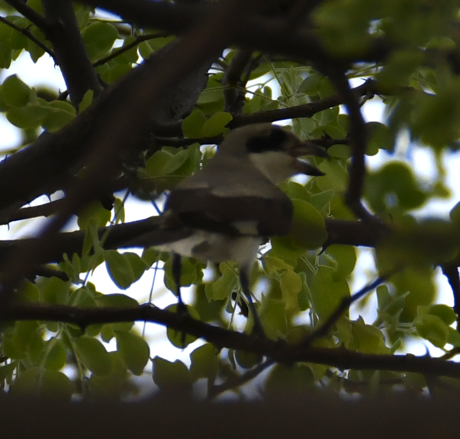 Lesser Grey Shrike