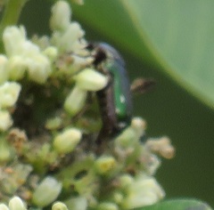 Leucocelis aeneicollis