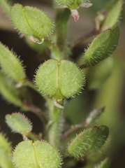 Lepidium lasiocarpum wrightii