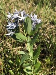Amsonia tabernaemontana