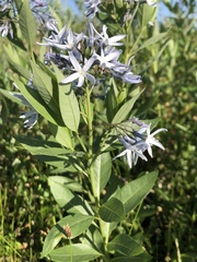 Amsonia tabernaemontana