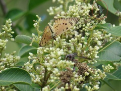 Leucocelis aeneicollis