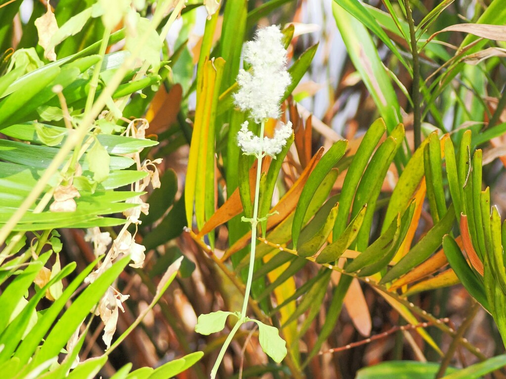Juba's Bush from High Ridge Natural Scrub Area 7300 High Ridge Road ...