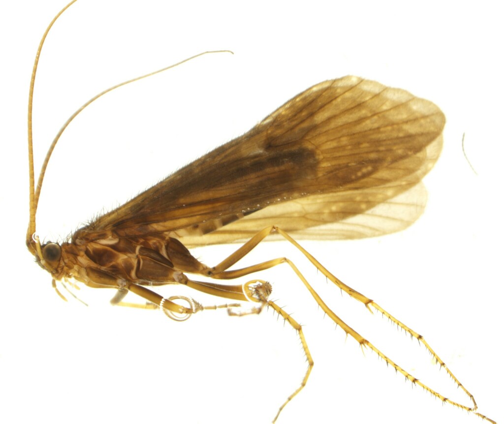 Ecclisopteryx guttulata