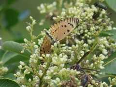 Leucocelis aeneicollis