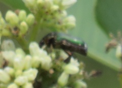 Leucocelis aeneicollis