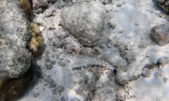 Parapercis hexophtalma