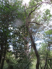 Phyllocladus trichomanoides