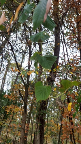Image of Ipomoea macrorhiza by (c) Athena Philips, some rights reserved (CC BY)