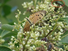 Leucocelis aeneicollis